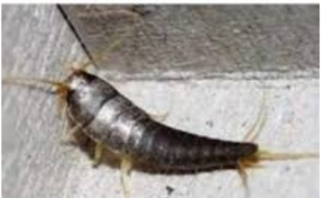 Buba, koja se često smatra bezopasnom kada se uoči u kući, krije surovu stvarnost