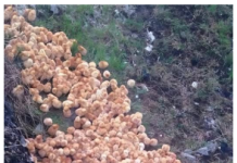 Tokom šetnje kroz šumu primetio sam čudne žute kuglice koje su ličile na pečurke — ono što su zapravo bile me je iznenadilo.