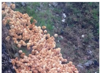 Tokom šetnje kroz šumu primetio sam čudne žute kuglice koje su ličile na pečurke — ono što su zapravo bile me je iznenadilo.