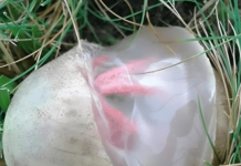 Neobičan nalaz u dvorištu koji je izgledao čudno i širio neprijatan miris — ostavio je snažan utisak na mene