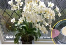 Ako ti orhideja vene, stani odmah! OVAJ prašak čini čuda – samo kašičica mjesečno!