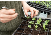 Tri biljke posadite u novembru i čekat će vas puna bašta na proljeće
