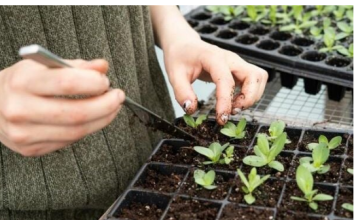 Tri biljke posadite u novembru i čekat će vas puna bašta na proljeće