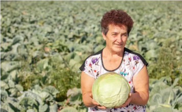 Ovako Slobodanka iz Futoga kiseli kupus: “Ljudi najčešće greše sa količinom soli”