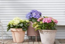 Ako ovo učinite u decembru, hortenzije će vam na proljeće procvjetati jače nego ikad