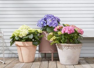 Ako ovo učinite u decembru, hortenzije će vam na proljeće procvjetati jače nego ikad
