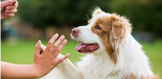 Srušen mit o sedam ljudskih godina: Evo kako izračunati koliko godina ima vaš pas