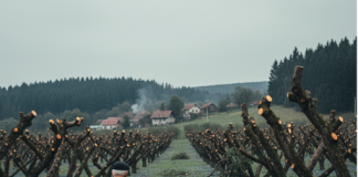 Komšija mu je iz zavisti posekao ceo voćnjak tokom noći: Ujutru je na svom pragu zatekao gajbu punu voća i poruku koja ga je postidela do suza.