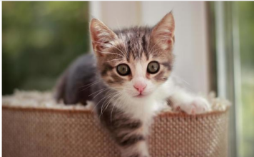 NEPOZNATA MAČKA VAM SE POJAVILA NA KUĆNOM PRAGU? INDIJSKO VJEROVANJE UPOZORAVA: “U toj kući će uskoro biti…”