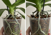 Samo voda nije dovoljna: Dodajte ovo u saksiju i orhideje će bujati kao lude