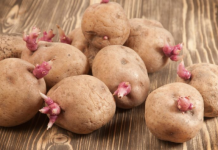 Kako spriječiti krompire da ne prokliju? Isprobajte fantastični trik naših baka!