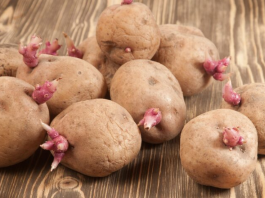 Kako spriječiti krompire da ne prokliju? Isprobajte fantastični trik naših baka!