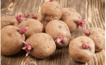 Kako spriječiti krompire da ne prokliju? Isprobajte fantastični trik naših baka!