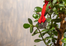 9 načina da aktivirate krasulu da privlači novac: Ne držite je na jednom mestu i stavite ovo ispod saksije