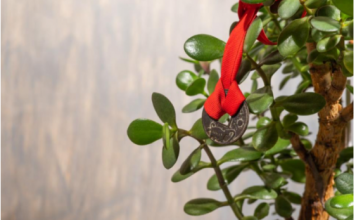 9 načina da aktivirate krasulu da privlači novac: Ne držite je na jednom mestu i stavite ovo ispod saksije