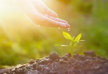 OVO JE BOMBA KISEONIKA: Kad ubacite ovu biljku, izbacićete sve otrove iz doma