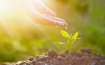 OVO JE BOMBA KISEONIKA: Kad ubacite ovu biljku, izbacićete sve otrove iz doma