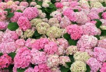 Koju hladnoću hortenzija podnosi? Ispod ove temperature treba je obavezno zaštititi