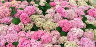 Koju hladnoću hortenzija podnosi? Ispod ove temperature treba je obavezno zaštititi