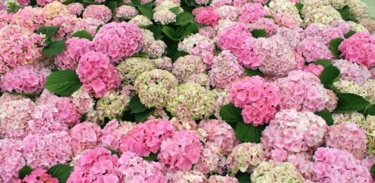 Koju hladnoću hortenzija podnosi? Ispod ove temperature treba je obavezno zaštititi