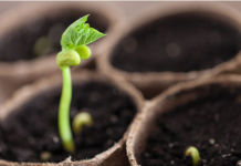 16 vrsta cveća koje se seje u januaru i ferbruaru: U proleće nećete moći da prepoznate svoje dvorište