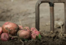 Sada je pravo vrijeme da posadite ovo: Najbolje biljke za uzgoj tokom zimskih dana