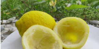 Uzmite koru od limuna i samo uradite ovo: Sudovi će biti blistavi kao nikad pre