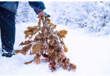 Uz badnjak obavezno treba uneti ovu biljku u kuću: Malo ko zna njenu simboliku