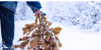 Uz badnjak obavezno treba uneti ovu biljku u kuću: Malo ko zna njenu simboliku