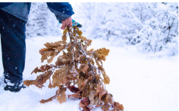 Uz badnjak obavezno treba uneti ovu biljku u kuću: Malo ko zna njenu simboliku