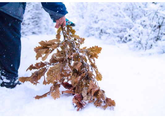 Uz badnjak obavezno treba uneti ovu biljku u kuću: Malo ko zna njenu simboliku