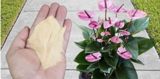 Najpreporučljivije đubrivo za sobne biljke od strane BAŠTOVARA: Imate ga u kuhinji kod kuće i posle njega sve živo cvjeta!