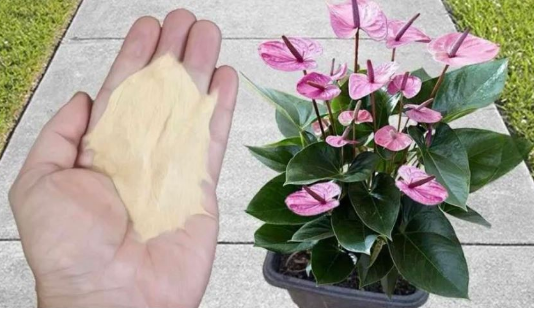 Najpreporučljivije đubrivo za sobne biljke od strane BAŠTOVARA: Imate ga u kuhinji kod kuće i posle njega sve živo cvjeta!