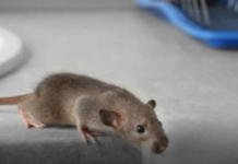 Riješite se miševa bez otrova: Moja baka stavi ovo ispred kuće i više ne dolaze