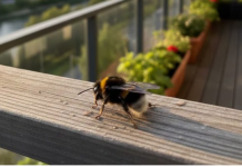 Ako vam se pčela zadržava oko kuće to nikako nije slučajno: Evo šta to govori o vašem domu