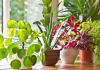 6 grešaka zbog kojih sobne biljke brzo uvenu: Zalivanje je na prvom mestu