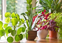 6 grešaka zbog kojih sobne biljke brzo uvenu: Zalivanje je na prvom mestu