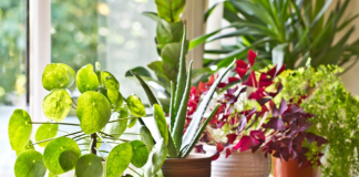 6 grešaka zbog kojih sobne biljke brzo uvenu: Zalivanje je na prvom mestu