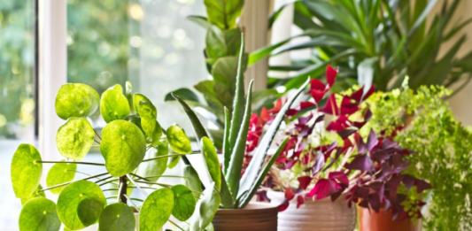 6 grešaka zbog kojih sobne biljke brzo uvenu: Zalivanje je na prvom mestu