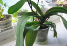 ORHIDEJE VAM NE CVJETAJU? Stavite samo 1 namirnicu u korijen i bujaće tokom cijele godine