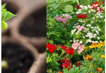 Ova tri cveta zasadite u februaru i na proleće ćete imati baštu punu mirisa i boja: Idealni su i za terase