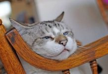 Znate li KOLIKO je vaša mačka ZAPRAVO stara: EVO kako se računaju MAČIJE GODINE