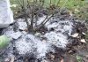 Kada, koliko i oko kojih voćnih vrsta, a kojih ne, razbacivati drveni pepeo