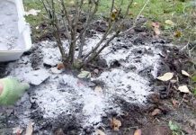 Kada, koliko i oko kojih voćnih vrsta, a kojih ne, razbacivati drveni pepeo