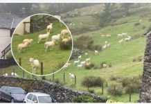 SNIMALA OVCE pa primjetila nešto vrlo čudno: “Nisam mogla vjerovati svojim očima! Kako je to moguće?”