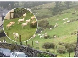 SNIMALA OVCE pa primjetila nešto vrlo čudno: “Nisam mogla vjerovati svojim očima! Kako je to moguće?”