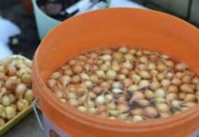 Uvek se pridržavam saveta mog dede pri sadnji luka; Godinama imam takav rod da se i komšije dive!