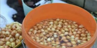 Uvek se pridržavam saveta mog dede pri sadnji luka; Godinama imam takav rod da se i komšije dive!