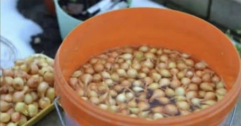 Uvek se pridržavam saveta mog dede pri sadnji luka; Godinama imam takav rod da se i komšije dive!