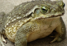Jeste li znali da žabe krastače dolaze u vašu kuću kada…